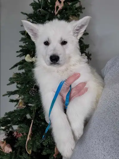 Registered White Shepherd Puppies, View more