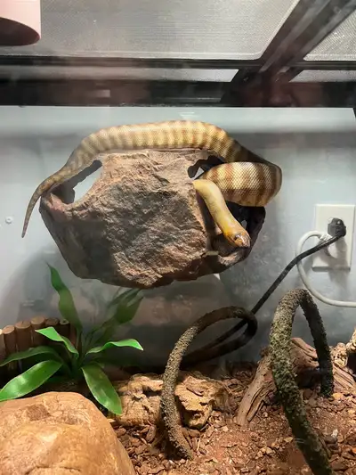 Female Woma Python , View more