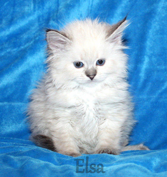 Beautiful 100% Pure Siberian Kittens in Cats & Kittens for Rehoming in Winnipeg - Image 4