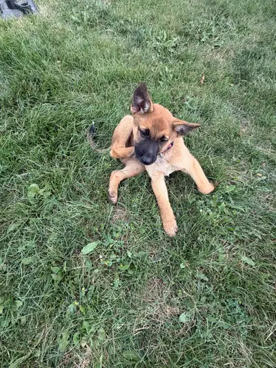 READY TO GO!! 1 LEFT German Shepherd x Heeler Pups, View more