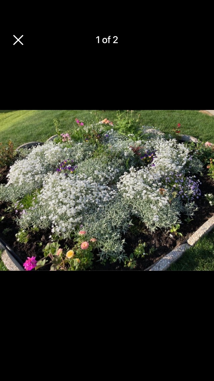 Snow in Summer (perennial)bunch 8 Plants, Fertilizer & Soil