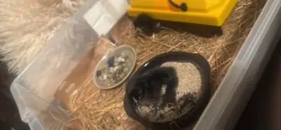 Black Australorp chicks for sale two week/ chickens / egg layers, View more