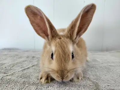 Female baby bunnies looking for homes!, View more