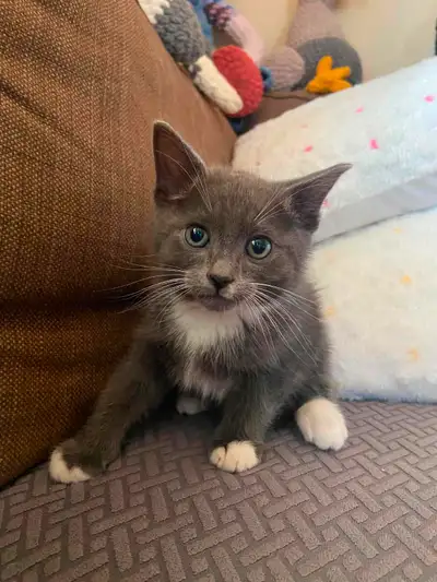 Grey and White Kitten (boy), View more