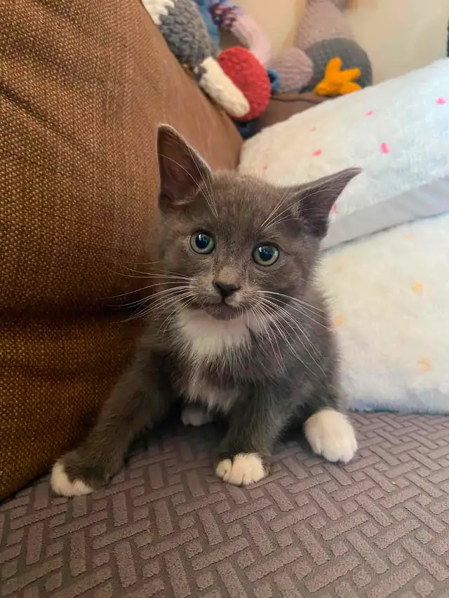 Grey and White Kitten (boy) in Cats & Kittens for Rehoming in Delta/Surrey/Langley - Image 2