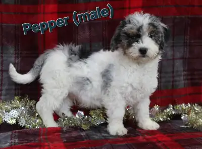***CALL OR TEXT ONLY *** We have 1 adorable Male F1B Mini Bernedoodle puppy left. These puppies are...
