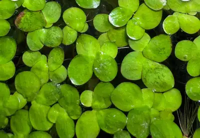 Floating plant-Giant Duckweed, View more