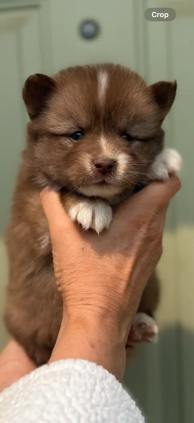 Beautiful Long Haired Blue eyed Pomskys (Pomeranian x Husky) in Dogs & Puppies for Rehoming in St. Albert - Image 4