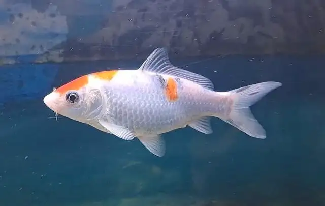 japanese koi fish in Fish for Rehoming in Oshawa / Durham Region - Image 3