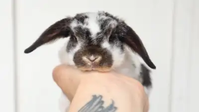 Mini Plush Lop Bunnies, View more