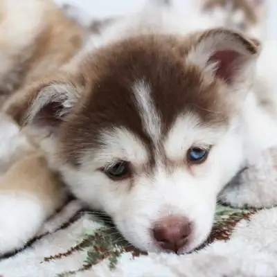 pomsky puppies, View more