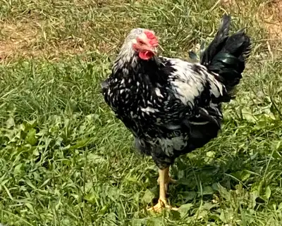 Silver Laced Wyandotte, View more