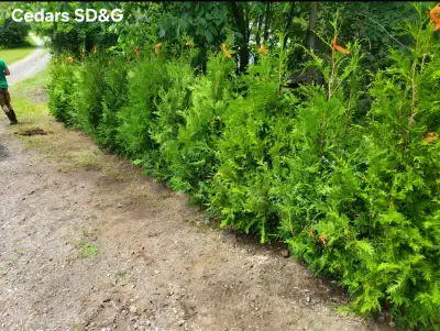 Premium Quality Cultivated Eastern White Farm-Grown Cedars For Sale, Ottawa Valley and Surrounding A...