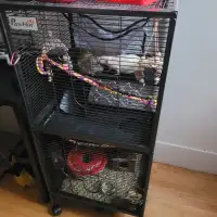 2 Rats femelles de 9 mois