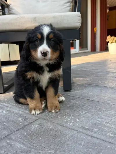 Bouviers bernois pur sang, bernese purbred, View more