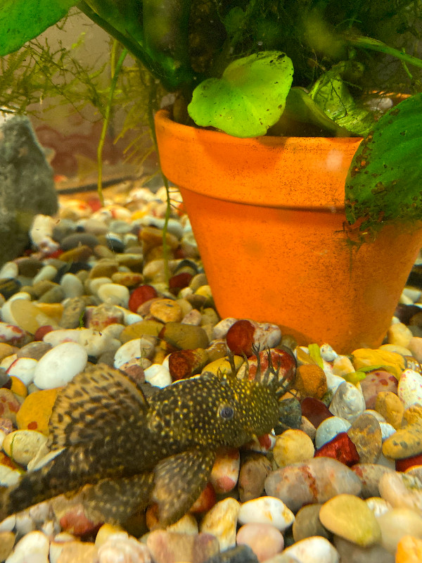 Bushy nose plecos in Fish for Rehoming in Belleville