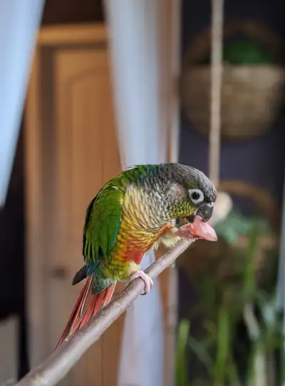 8 year old conure, View more