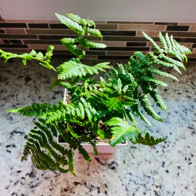This lush Kimberly fern is ready to bring a touch of green to your indoor space, boasting vibrant fr...