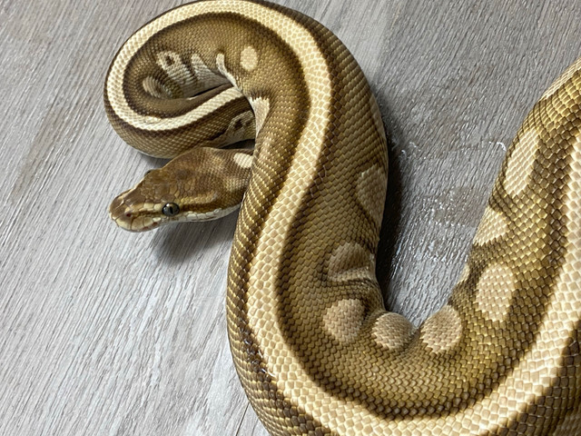 Male cypress butter blade yb in Reptiles & Amphibians for Rehoming in St. Albert - Image 3