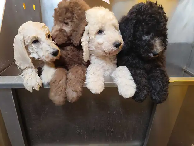 Purebred Standard Poodle Puppies in Dogs & Puppies for Rehoming in City of Toronto - Image 4