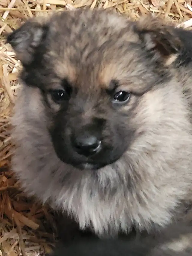 German Shephard puppies in Dogs & Puppies for Rehoming in Norfolk County - Image 2