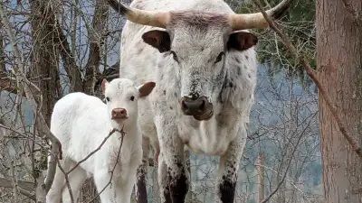 Cow Calf Pairs, View more
