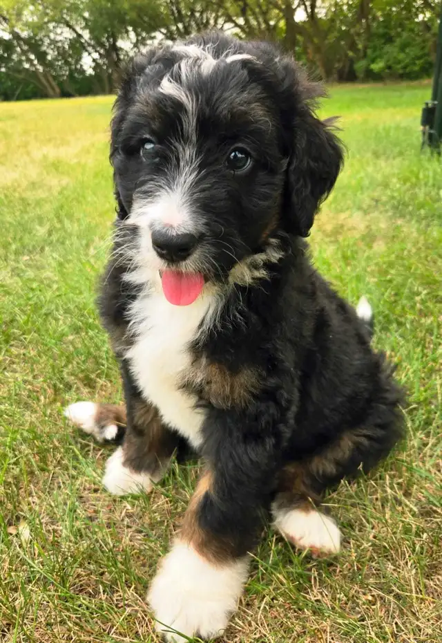 bernedoodle puppies in Dogs & Puppies for Rehoming in Winnipeg - Image 10