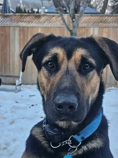 King Sheppard mix dog . ., View more