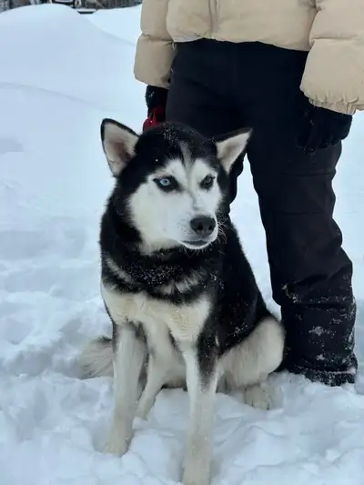 Siberian Husky, View more