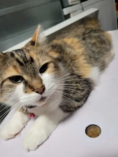 princess needs a home, View more