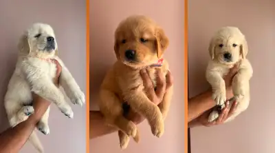 Golden retriever, View more