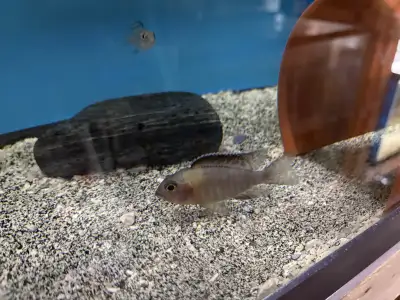 SP500 Maulana Bicolour Peacock Cichlid, View more