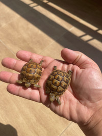 Pair of Active Greek Tortoises Seeking Home!