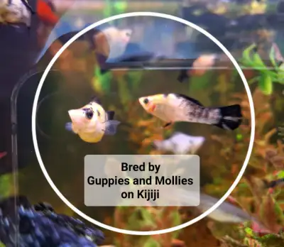 I have adult black coloured male molly fish and adult calico coloured male molly fish for $2.75 each...
