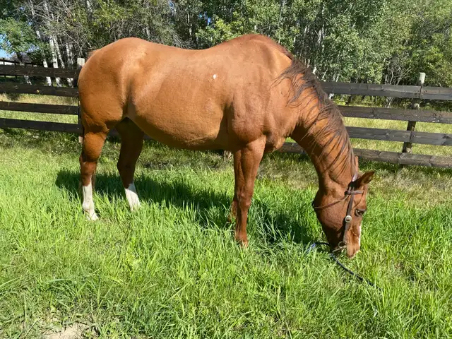 Quarter Horse  in Horses & Ponies for Rehoming in Grande Prairie - Image 5