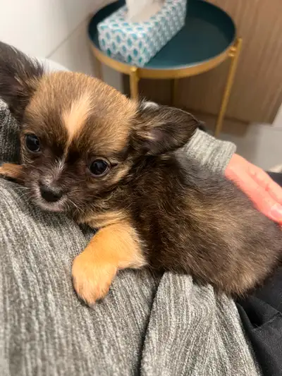Bonjour , éleveuse depuis plus de 15 ans nous avons plusieurs portée de chihuahuas disponible tous a...