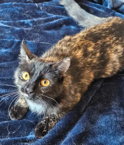 Je dois me départir malheureusement de mes 2 chate, se sont d'adorable bebe de 2 ans , je dois m'en...