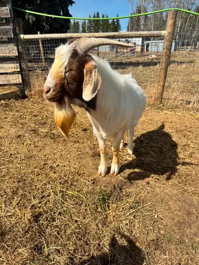 2 year old Boer Buck available. We’ve bred him for two seasons and had no issues, he’s done his job...