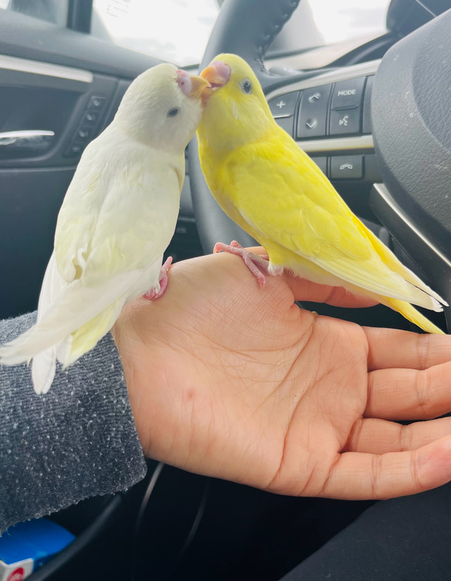 Cute Lutino and albino baby budgie need a lovely home in Birds for Rehoming in Abbotsford - Image 3