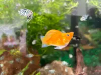 rehoming 5 large balloons molly -$20 all 5 fish
