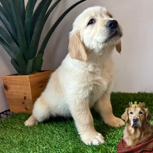 7 Chiots Golden retrievers couleur extraordinaire PURE RACE in Dogs & Puppies for Rehoming in Laval / North Shore - Image 6