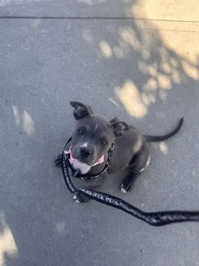 Female puppy ready for her forever home, View more