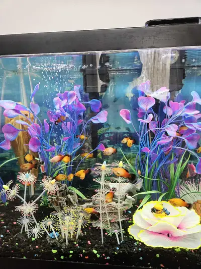 Platy Fish, View more