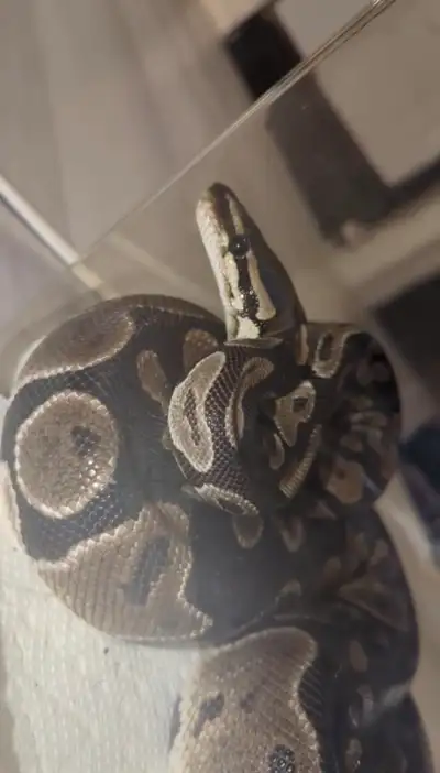 Classic ball python (female), View more