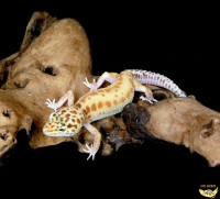 Stunning Leopard Geckos