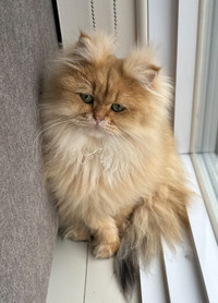 Gorgeous Scottish straight cat for sale