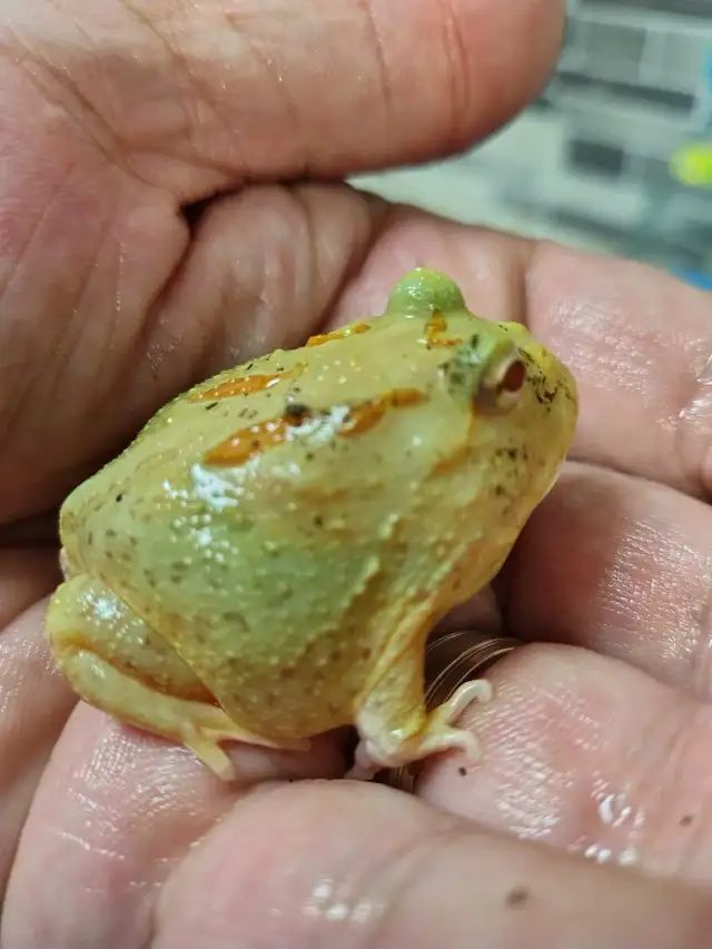 Pikachu Pac-Man frog in Reptiles & Amphibians for Rehoming in Kawartha Lakes - Image 2