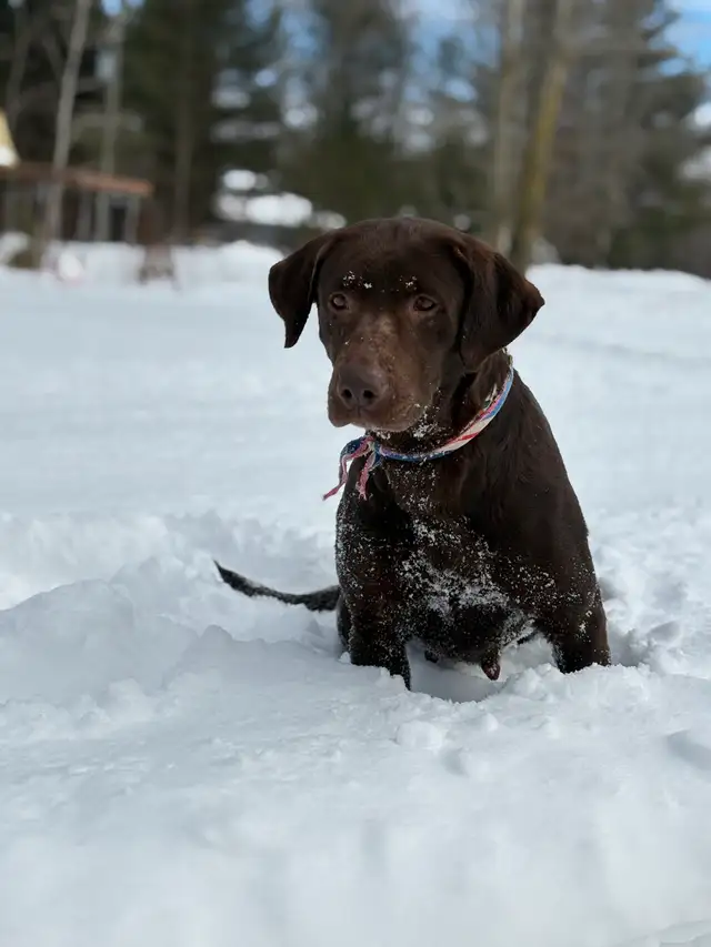 chiot labrador pure race in Dogs & Puppies for Rehoming in Laval / North Shore - Image 5