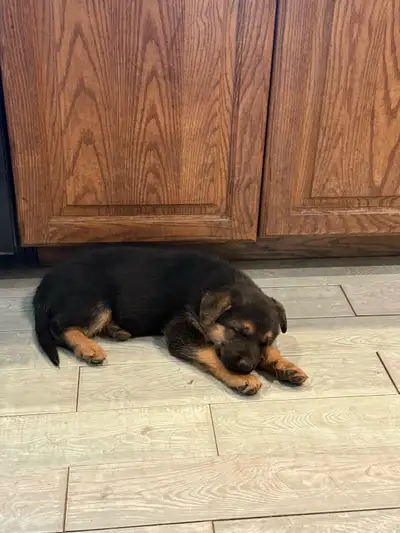 I have three German Shepherd puppies that will be ready to go on April 29. I have one girl and two b...