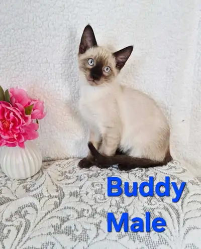 Siamese Kittens, View more